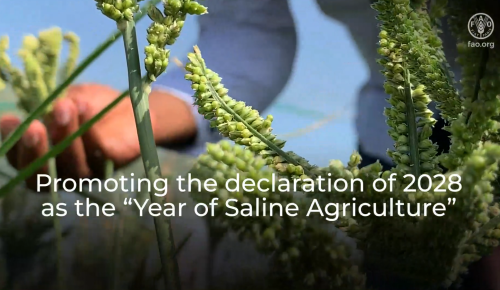 Promoting the declaration of 2028 as the 'UN year of Saline Agriculture'